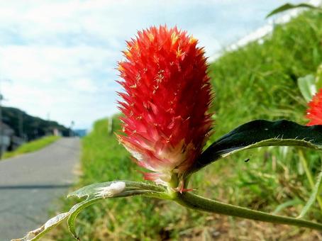 【花の写真】センニチコウ(千日紅) 【花の写真】センニチコウ(千日紅)の写真