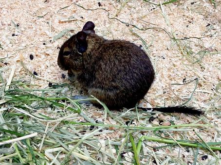 デグー デグー デグー,齧歯類,草食の写真素材