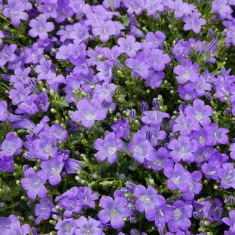 カンパニュラ ベルフラワーの花 カンパニュラ ベルフラワーの花の写真