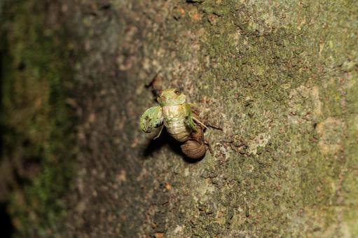 羽化して殻から抜け出した蝉 羽化して殻から抜け出した蝉 動物,野生,樹木の写真素材
