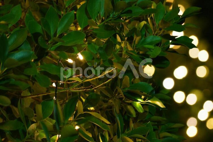 クリスマスのイルミネーションと樹の葉 クリスマス,christmas,光の写真素材