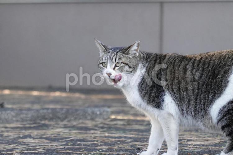 舌を出すキジシロ猫 威嚇,ネコ,保護猫の写真素材