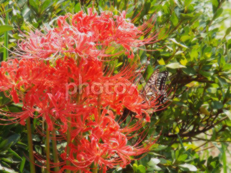 彼岸花とアゲハチョウ ひがんばな,ヒガンバナ,花の写真素材