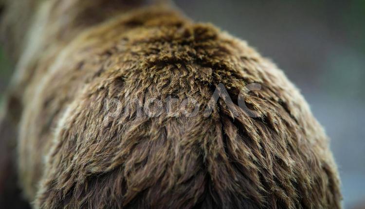 熊の後ろ姿 動物,熊,後ろ姿の写真素材