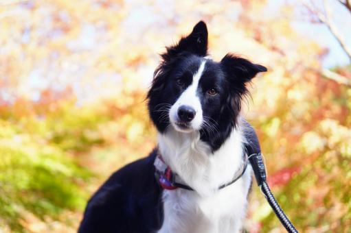 紅葉とボーダーコリーの写真