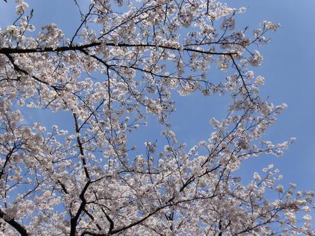 見上げた桜2 見上げた桜2の写真