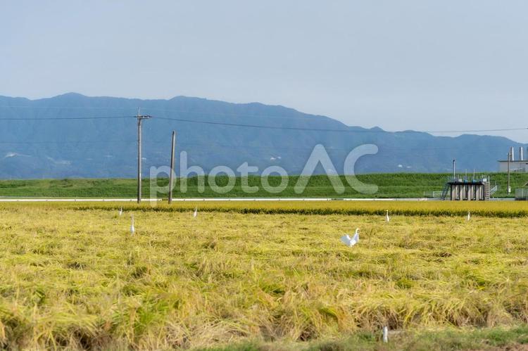 鷺　シロサギ　田んぼ 白鷺,鷺,田んぼの写真素材