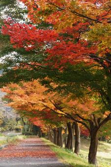 色づく街路 色づく街路の写真