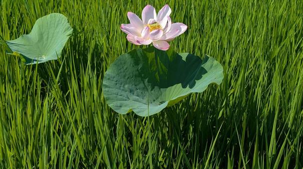Rural Scenery: Vibrant Lotus Flowers, JPG