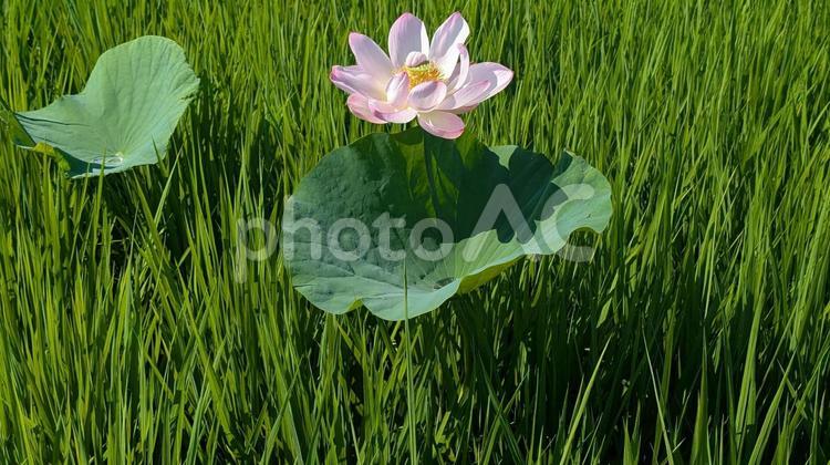 田園風景：生命力あふれる蓮の花 田んぼ,ハス,ハスの花の写真素材