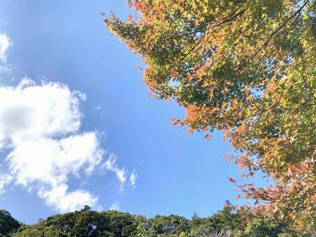 紅葉と空 天気,日差し,イメージ素材の写真素材