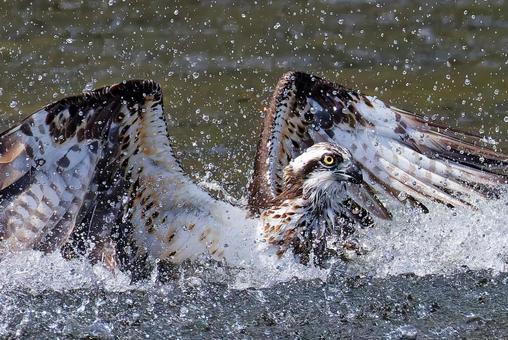 川に突っ込んだミサゴ ミサゴ,鶚,ウオタカの写真素材