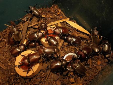 カブトムシ カブトムシ カブトムシ,甲虫,虫の写真素材