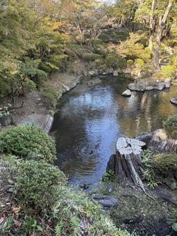 カモ カモ,かも,鳥の写真素材