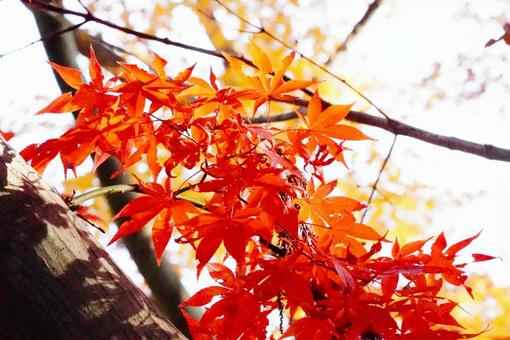 紅葉 紅葉の写真