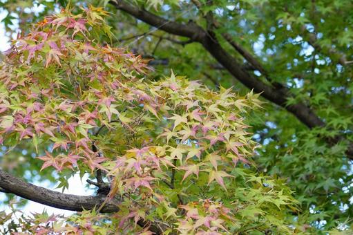 モミジの葉 モミジ,葉,植物の写真素材