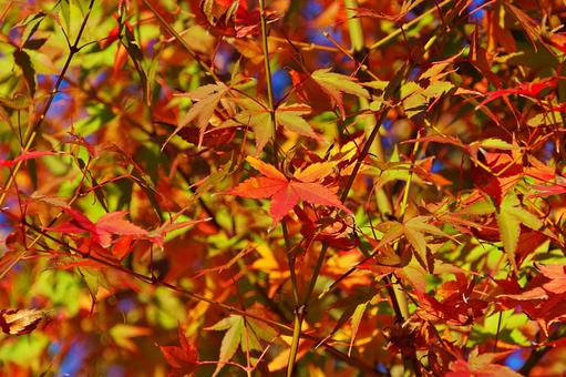 陽射しの中のイロハモミジ イロハモミジ,紅葉,葉の写真素材