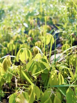 Green leaves bathed in sunlight after the rain, JPG