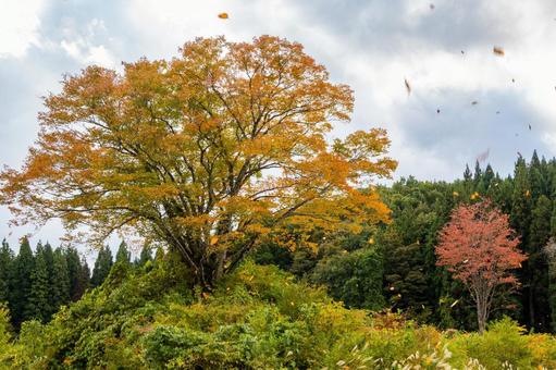 色づく木々(23) 葉,秋,色づきの写真素材