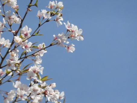 葉桜⑩ 葉桜⑩の写真