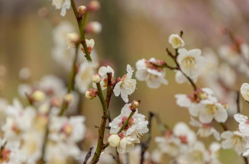 Photo, white plum, plum, flower, 