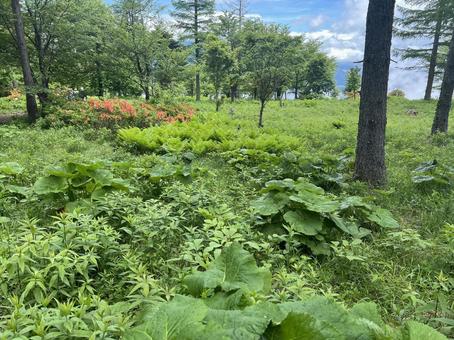 Photo, wood, plant, bush, 