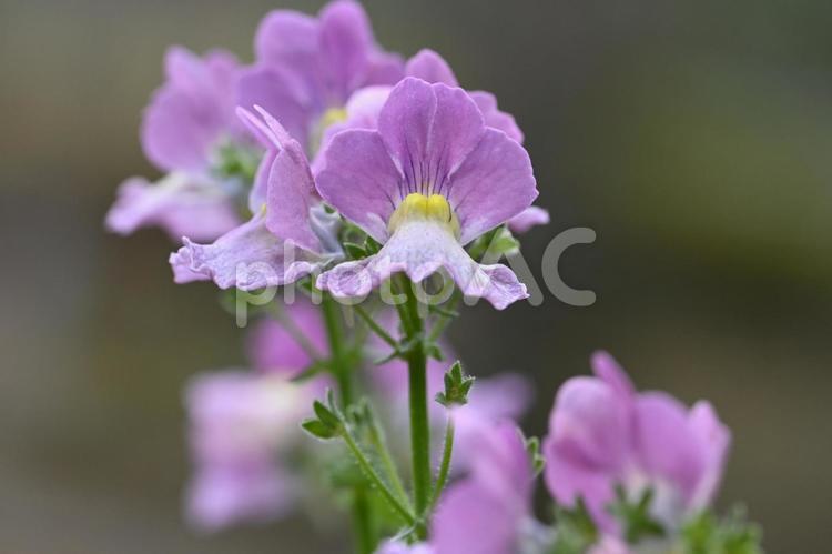 ネメシア ネメシア,冬,花の写真素材