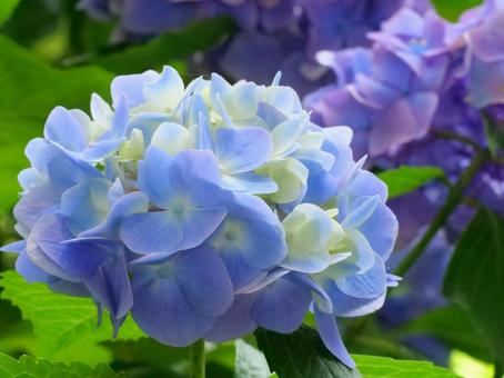Hydrangea, JPG Hydrangea, JPG