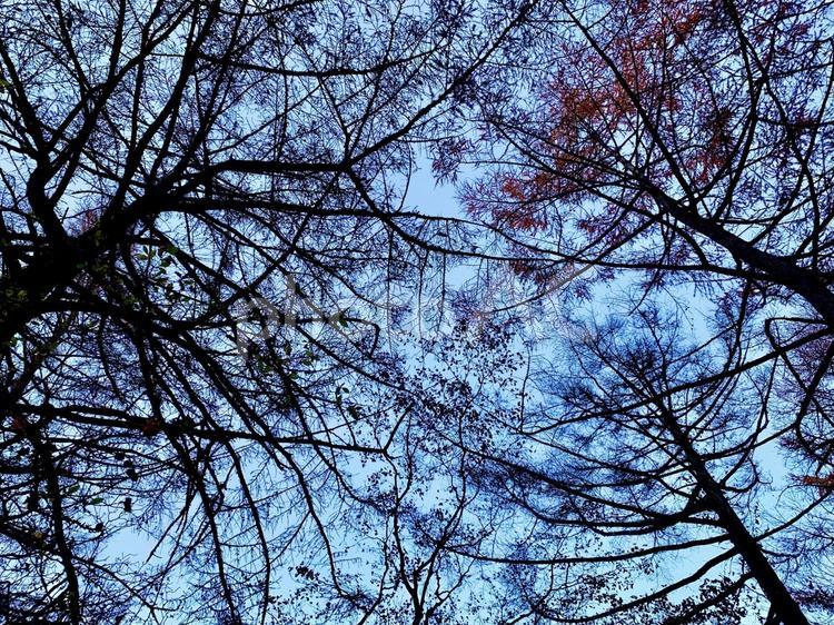樹木と青空① 紅葉,秋,群馬県の写真素材