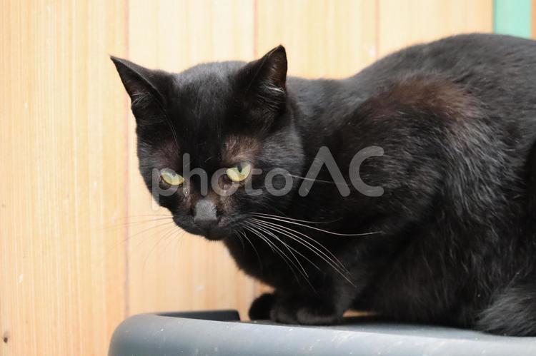 見つめる黒猫 ねこ,くろねこ,動物の写真素材