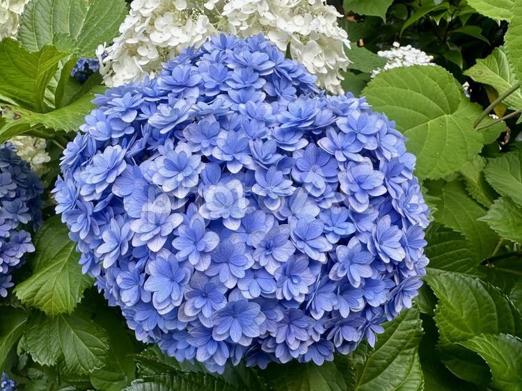 満開のアジサイ(青と白) 満開のアジサイ(青と白) 花,アジサイ,紫陽花の写真素材