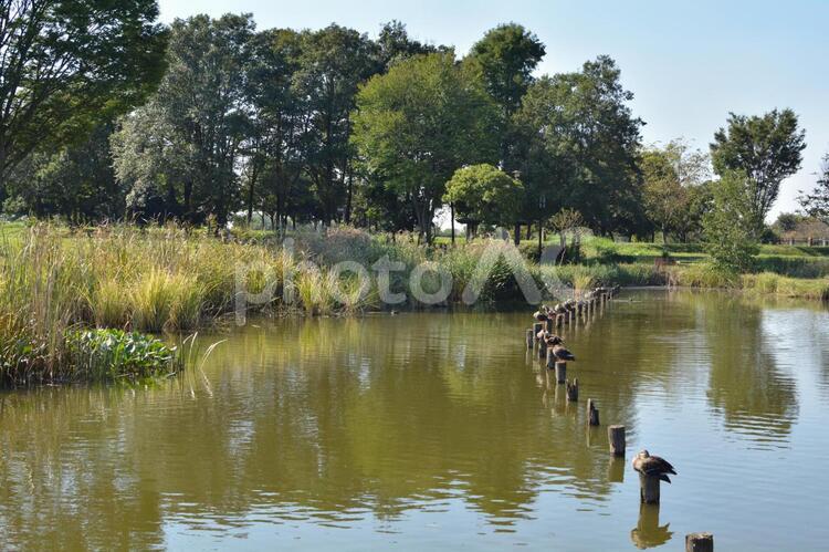 杭に乗るカモ 杭に乗るカモ カルガモ,カモ,杭の写真素材