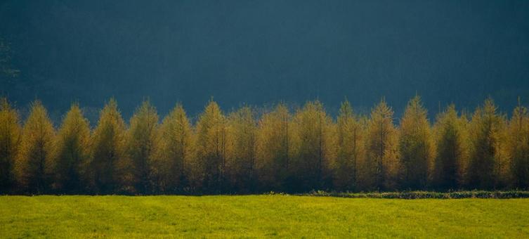 晩秋の陽を浴びた、丘の静かな稜線 カラマツ,陽光,日差しの写真素材