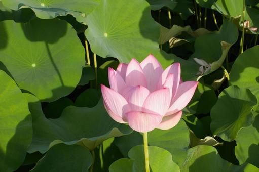 藤原京の蓮 藤原京の蓮 ハス,素材,フリー素材の写真素材