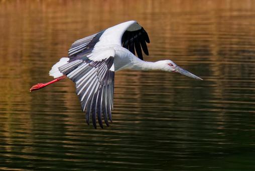 飛行中のコウノトリ、秋色バックの写真