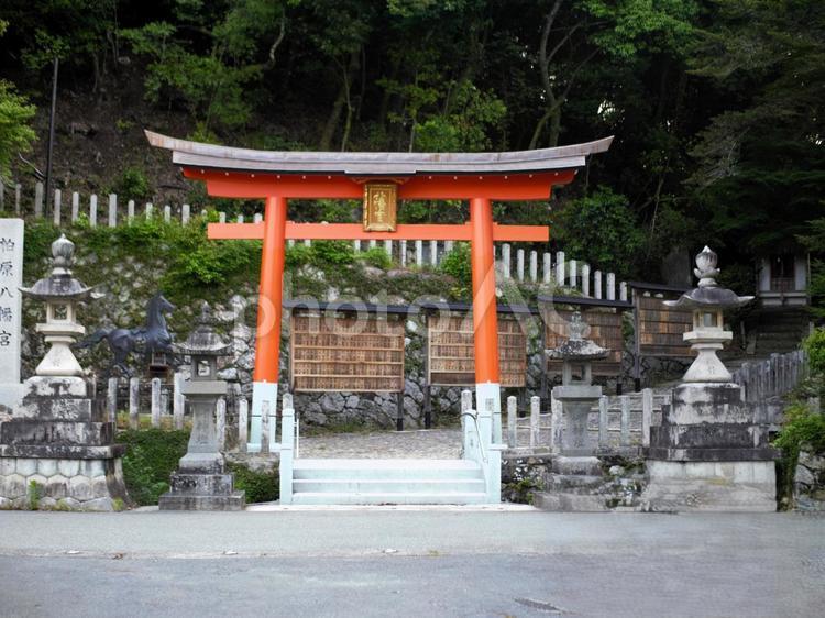 柏原八幡宮(兵庫県丹波市) 柏原八幡宮,鳥居,神社の写真素材