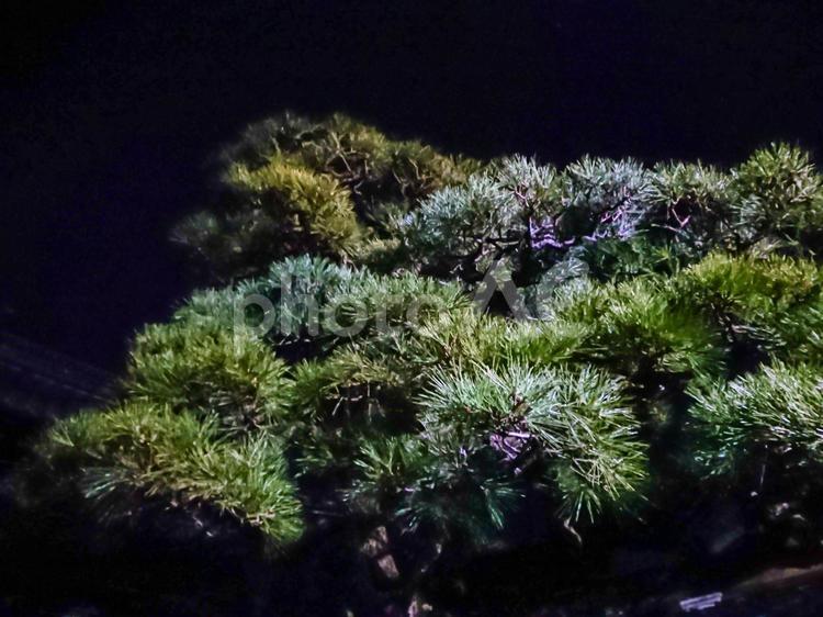 夜の中のライトに照らされた松 夜,ライト,松の写真素材