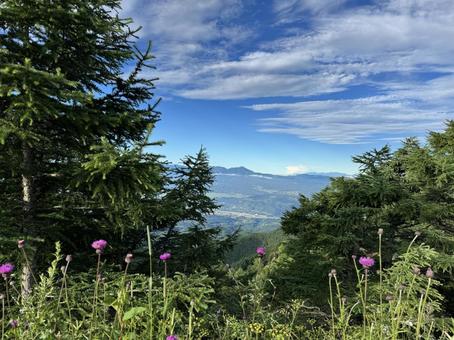 Mountain landscape with thistles, JPG