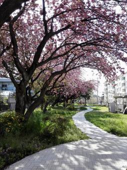 桜の小径 桜の小径の写真