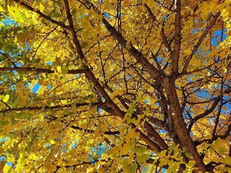 青空とイチョウの葉 銀杏,イチョウ,葉の写真素材