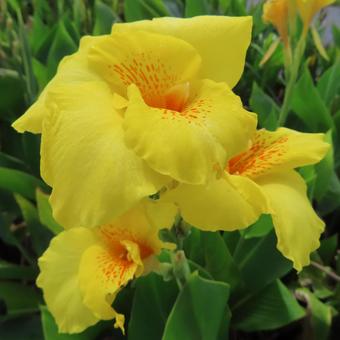 カンナ カンナ,花,花びらの写真素材