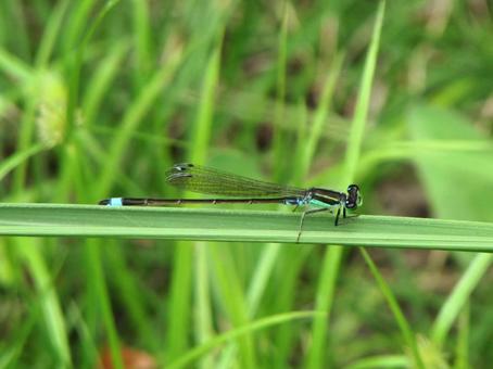 イトトンボb イトトンボ,トンボ,昆虫の写真素材