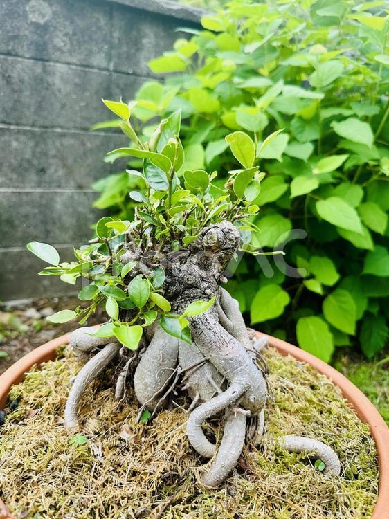自然の造形美ガジュマルの根元 盆栽,ガジュマル,観葉植物の写真素材