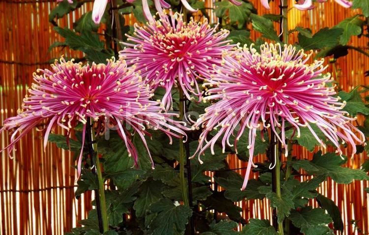 【花の写真】キクの花 キク,きく,菊の写真素材