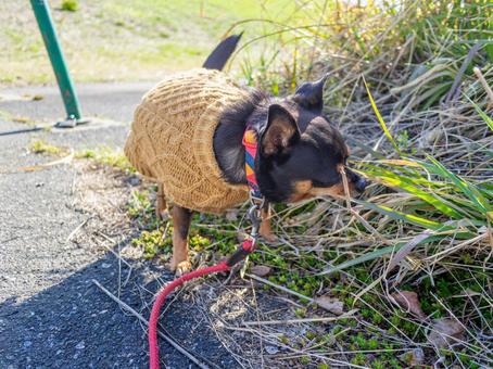 散歩する犬・チワワ・ミニピン 散歩する犬・チワワ・ミニピン 犬,わんこ,ペットの写真素材