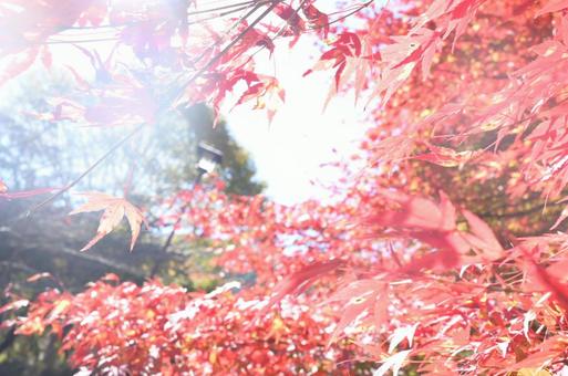 紅葉風景 紅葉風景の写真