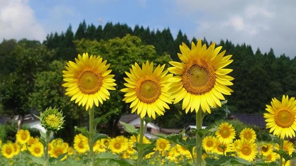 真夏のひまわり 真夏のひまわりの写真