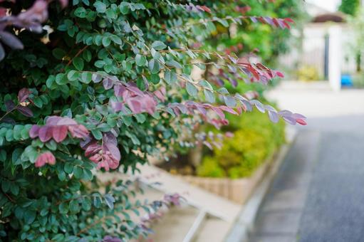 生垣から歩道にせり出す植物 人物なし,植物,自然の写真素材