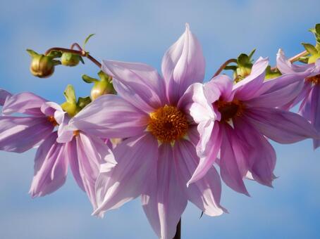 【花の写真】皇帝ダリア 皇帝ダリア,コウテイダリア,植物の写真素材