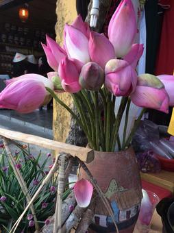 蓮の花 蓮の花 蓮,ピンク,蕾の写真素材